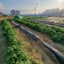 광성농장-2 이미지