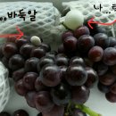 정일농장 네이버블로그