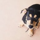 김포24시 힐 동물의료센터 이미지