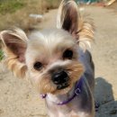 빅맨애견미용 | 해남빅맨 애견미용 후기