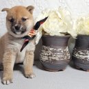 왕초켄넬 이미지