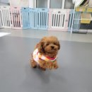 멍벤져스 이미지