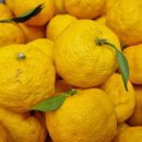 고흥청과 이미지