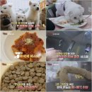 이한펫푸드 | EBS 극한직업 K펫푸드 하림펫푸드 해피댄스스튜디오 강아지 동반 방문 후기