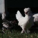 미니농장 이미지