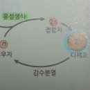 동물 유성생식 감수분열 이미지