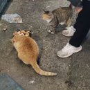 꼼&붕