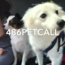 486펫콜 네이버블로그