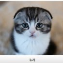 수원고양이분양 나비캣 네이버블로그