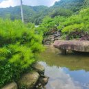 여울애꽃물들인 이미지