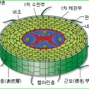 한국춘란의 외형적 구조와 기능/02(난일용86) 이미지