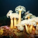 주문진리조트 이미지