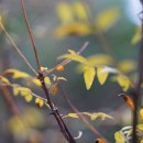 산초나무 Zanthoxylum schinifolium Siebold &amp; Zucc. 이미지