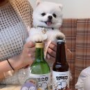 요기멍냥