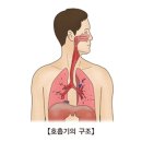 상기도 감염[Upper respiratory infections]감염성 질환, 귀코목질환, 소아청소년질환, 호흡기질환 이미지