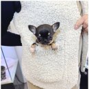 개키우는남자 강아지분양 대구본점 이미지