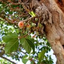 무화과나무 이미지