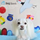 Happy 애견샵 이미지