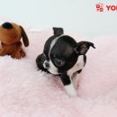 강남애견 이미지