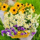 새싹마트 이미지