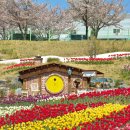 소태마을4세천 | 대구 튤립 꽃구경 세천늪테마정원 도심 속 동화마을 실시간 개화상황