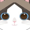 수원고양이전문분양 아임캣 (I'M CAT) 이미지