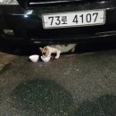 냥스 이미지
