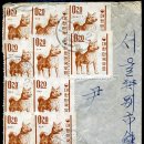 우정진도개 이미지