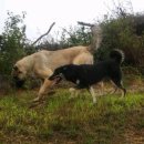 우리집 똥강아지 이미지