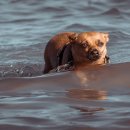 강남동물병원 이미지