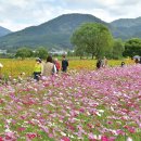축제 | 지상 최대의 꽃들이 벌이는 향연, 장성 황룡강 가을꽃축제! 이미지