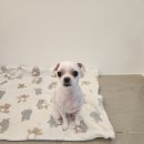 애견미용실 이미지