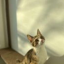 묘한쉼터 이미지