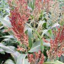 소담소담 이미지