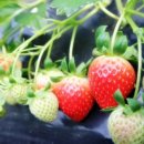 행복한농장 이미지