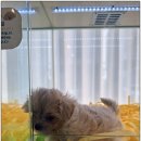 펫퍼스트24시 서울송파점 강아지고양이분양말티푸말티즈푸들 | 서울강아지분양 진심 어린 책임감으로 온 펫퍼스트24시 서울송파점 강아지고양이분양말티푸말티즈푸들