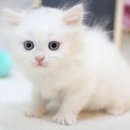 부산고양이분양 미유펫 이미지