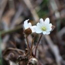 숲속구름호수 이미지