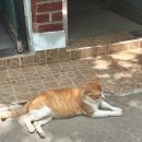 제일송어산장 이미지