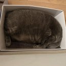 고양이 미용& 호텔 우연히, 캣 이미지