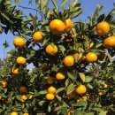 수정농장2 이미지