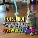 유어펫그루밍 | 마이캣페어 2026 사전등록 무료입장 방법 (송도 고양이 박람회 일정)