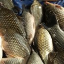 어의곡낚시터 이미지