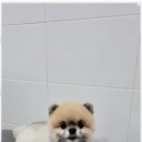 멍멍살롱 이미지