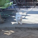 애견호텔1번가 이미지