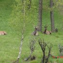구성사슴농장 이미지