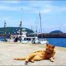 섬안농장 이미지