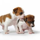 보령동물병원 이미지