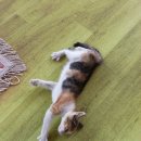 대박이2 이미지