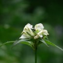 가리왕산가는길 이미지